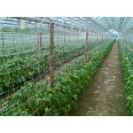 Сетка шпалерная 15см х 15см, 0,6м х 500м прозрачная цветочная горизонтальная 10,8г/кв.м Intermas, Испания